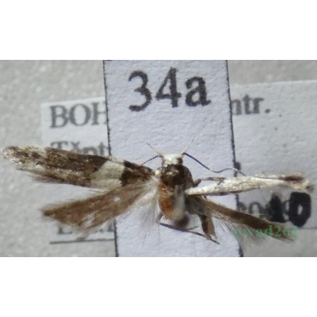 Recurvaria leucatella (Clerck, 1759) Czech34a